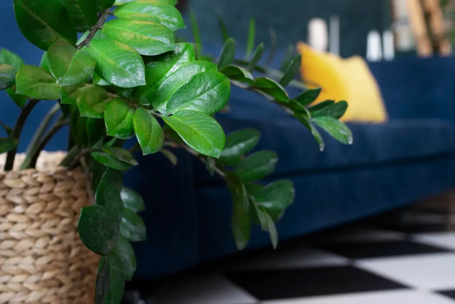 5+ Air Purifying Indoor Plants